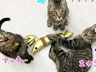 TSUNAGU-つなぐ- ラビータの保護…