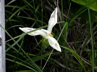 カキツバタ～たくさんの花の中には白花が