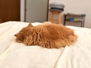 順調かニャ？