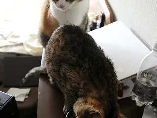 おやつの時間です