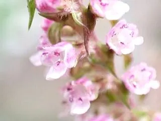防腐、殺菌効果