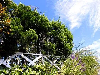 2026 ツワブキの蕾が膨らんで秋〜♪