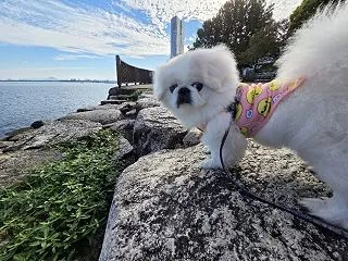 きくちゃんのお散歩。