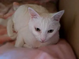 どうしてこうなったにゃん