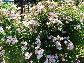 植樹したもの、移動したもの＆その他