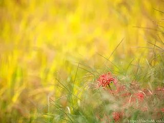 Fade Out ～最後の輝き～