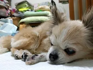 この頃のメイ。