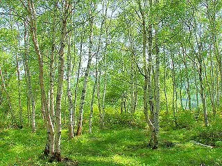 八千穂高原
