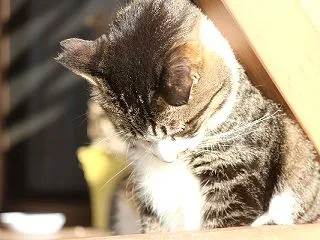 体力が無い・・・