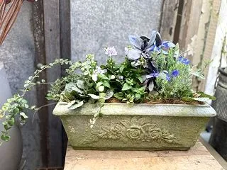 入荷苗は秋から徐々に冬へ〜