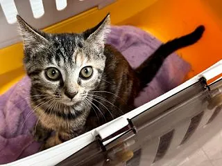 グレーシーちゃん♪ ステキなお名前いただ…