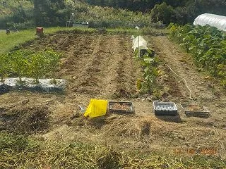 耕す準備肥料等投入 ニンジン三回目の種蒔…