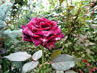 秋薔薇その２ローズカフェの辺り！