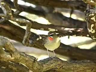 公園にて・・ノゴマ