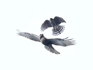 10月12日の皇鈴山