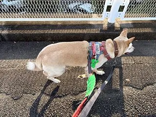 【ハナ＊うちに来て5年247日目】ママ無…