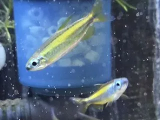 ゴールデンイエローの輝き♪