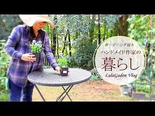 ビオラの挿し芽