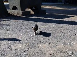 20261012 追跡