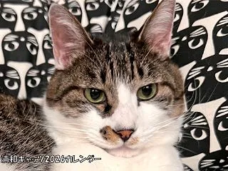 ※TOP固定※浦和キャッツ2027年カレ…