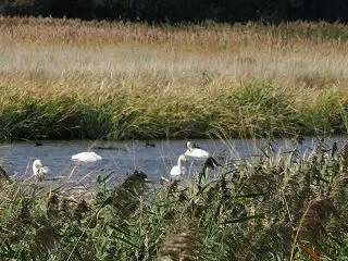 秋の渡り ようやくＭＦに白鳥とヒシクイが