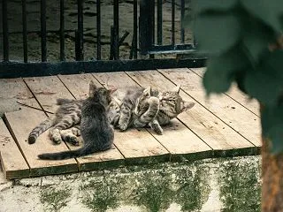 ブラバンソンヌ キャットフードの口コミを…