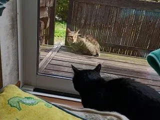 りんご園の猫たち 最終回