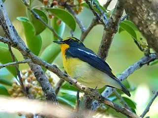 10月11日 キビタキなど