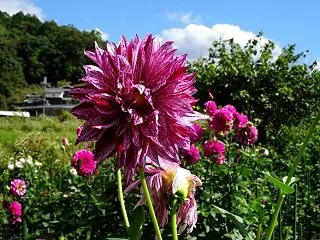 黒川ダリア園（前編）