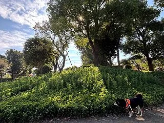 まり姫の散歩 10月12日 秋晴れ続く編
