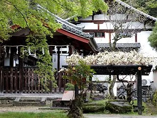 醍醐の井戸と白藤 -奈良2025-