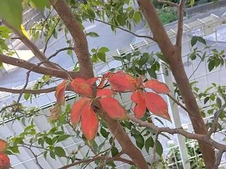 少しずつ紅葉し始めてきました