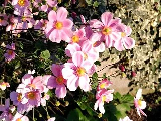 懐かしい友の来りて