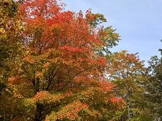 サンクスギビング？