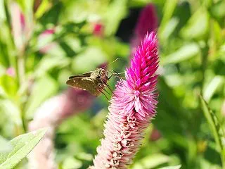  手乗りチャバネセセリ