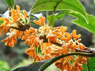 今日の花