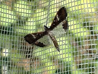 マメノメイガ Maruca vitrat…