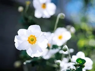 １０月の花 その１３ シュウメイギク
