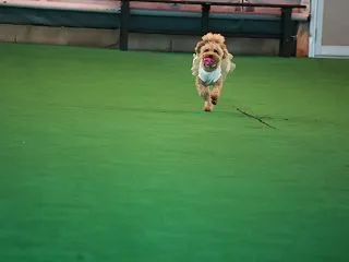 夏のランラン♪でち
