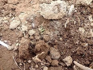 ホウレンソウ発芽開始