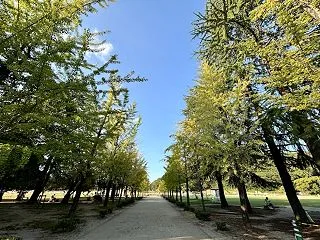 秋の散歩が気持ちいい季節になりました