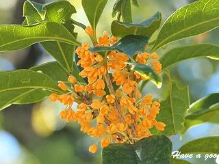 秋を告げる香り
