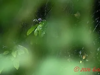 イワタバコを探しに