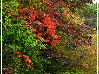 函館山の紅葉