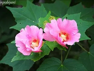 ピンク色に元気をもらう