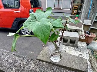 サツマイモ