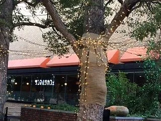 今更の植え替えと美味しいお届け