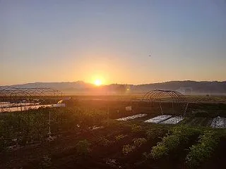 茄子撤収して、玉ねぎ栽培の準備に入る。
