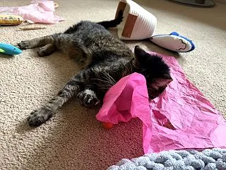 見つけたら満足