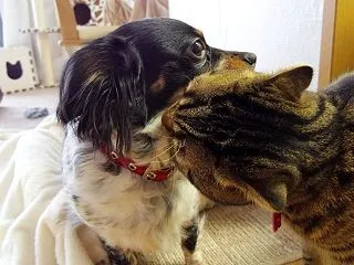 ペットや動物の仕事をする方法！ 犬や猫と…